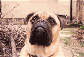 Uśmiechający się piesek